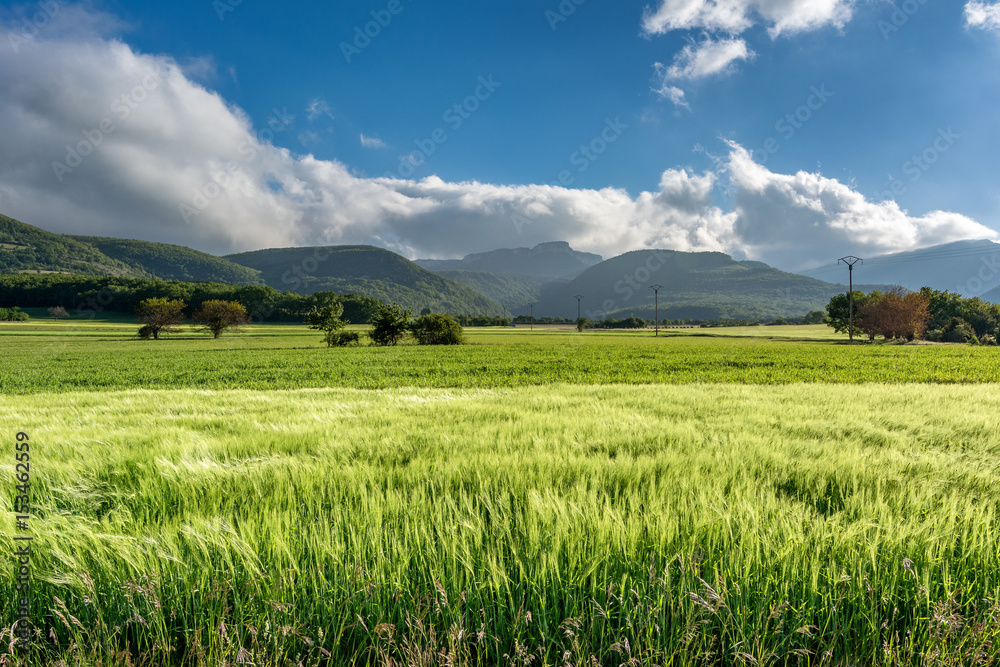 French countryside. Cornfield on a windy day in the French Department of Drome with the mountains of Vercors in the background.