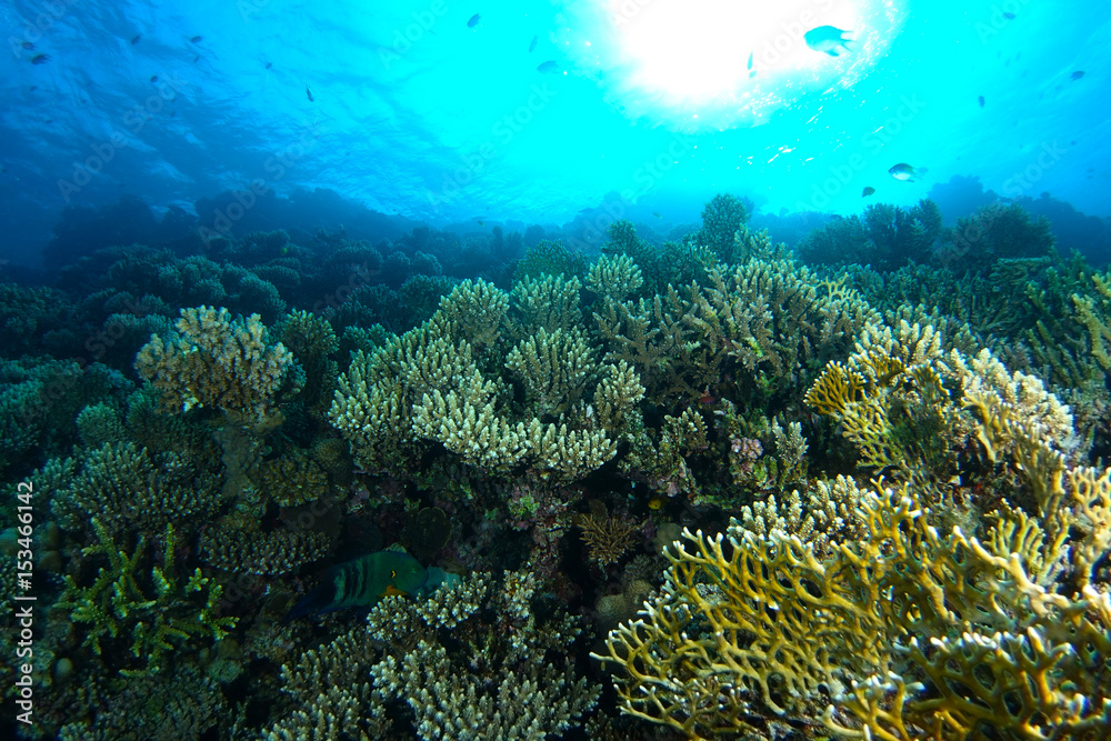Obraz premium green and yellow coral garden under the water