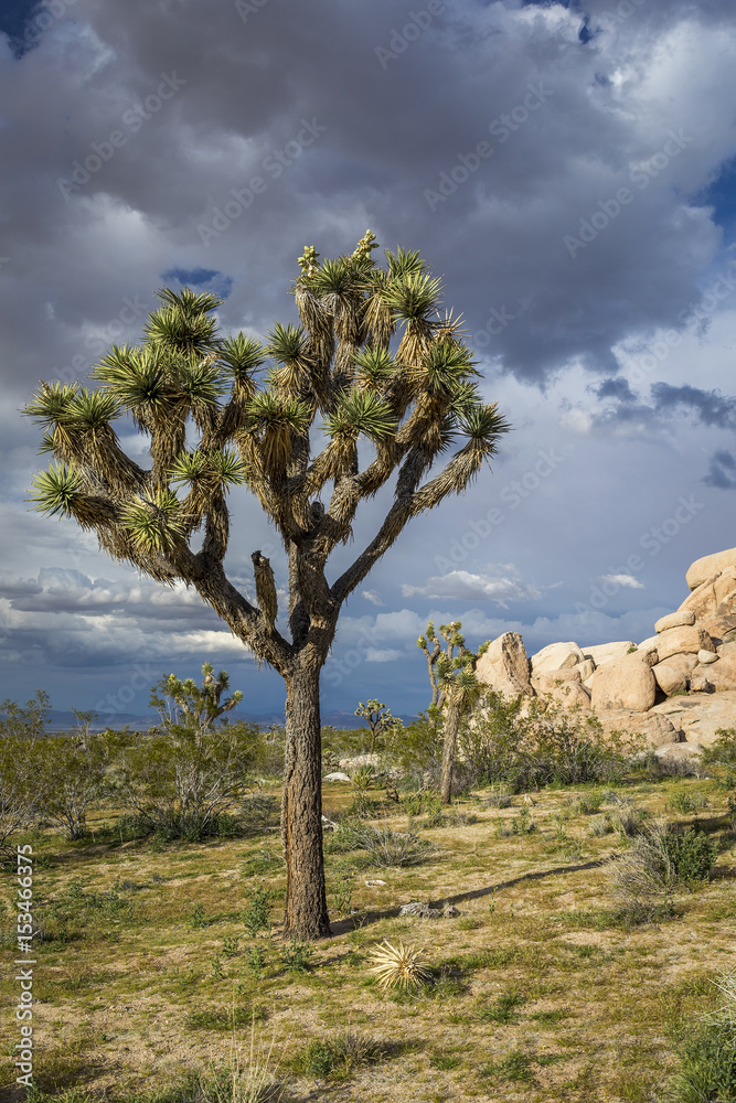 Joshua Tree growing in the Mojave Desert - Joshua Tree National Park, California