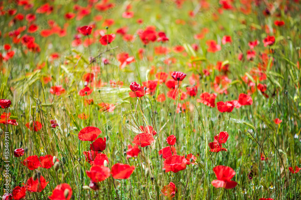 Close view on poppy flowers with bokeh and blur