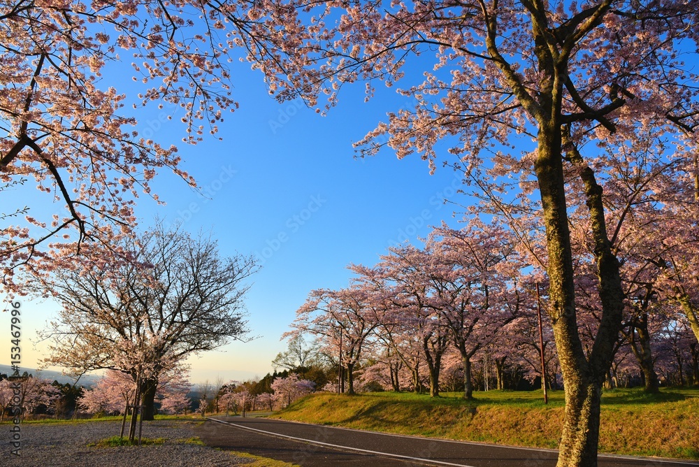 桜並木 桜並木
