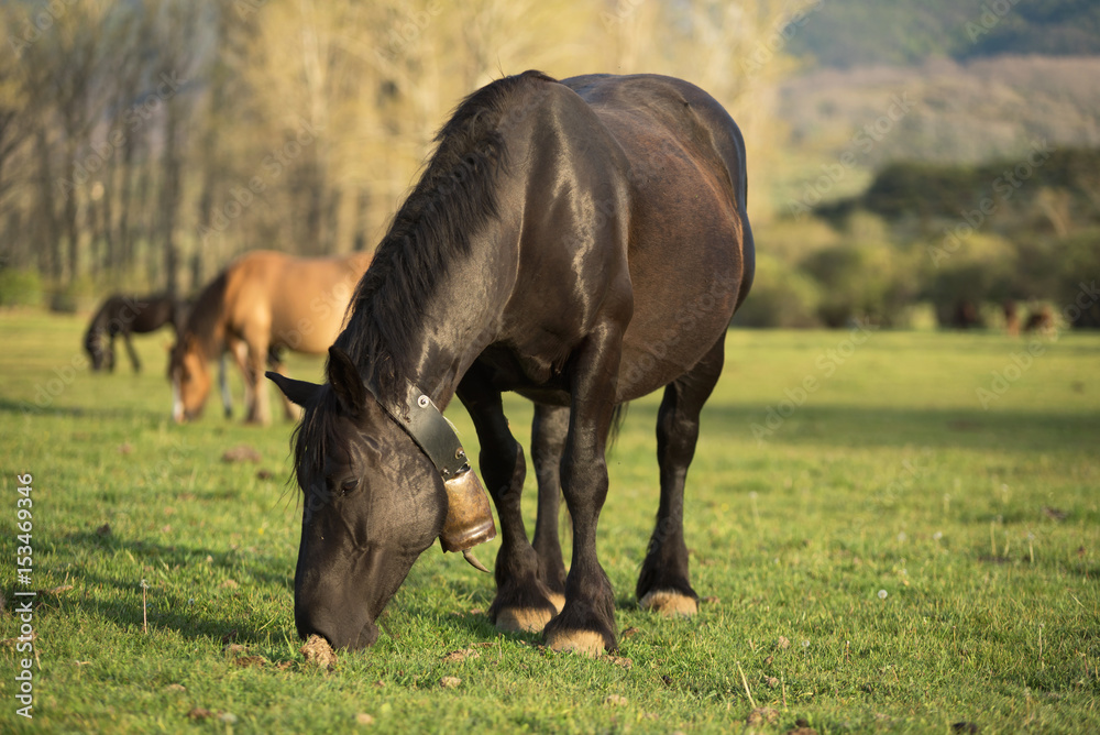 Horse on the meadow
