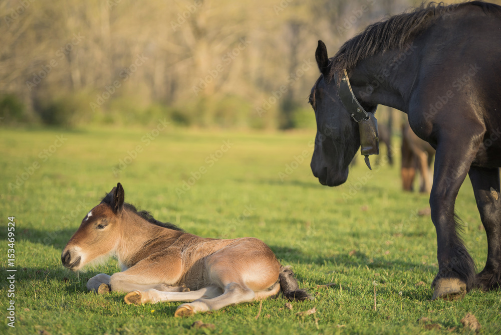 Mare and foal lying on the meadow
