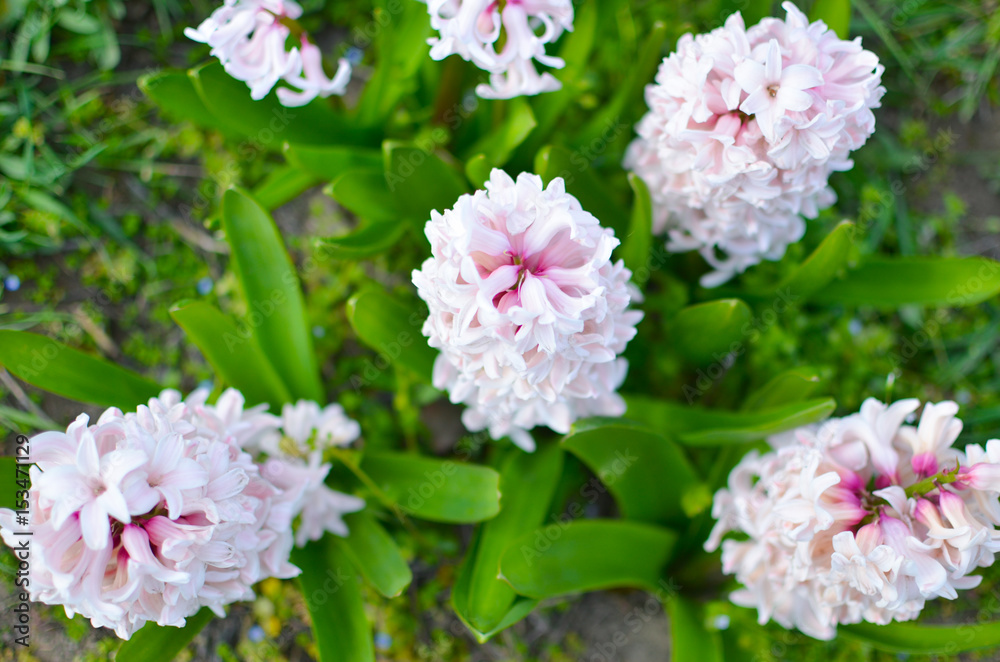 Background of tender pink flowers hyacinths closeup Background of tender pink flowers hyacinths closeup