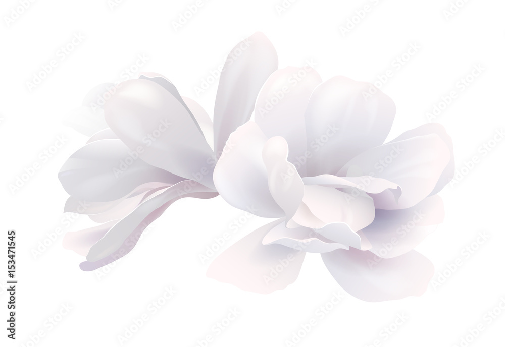 Naklejka premium Illustration of two white beautiful magnolia, Spring flower isolated on white background