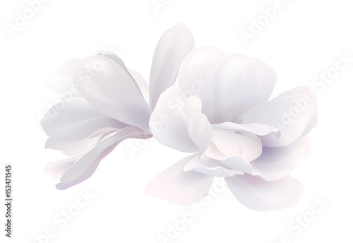 Illustration of two white beautiful magnolia, Spring flower isolated on white background