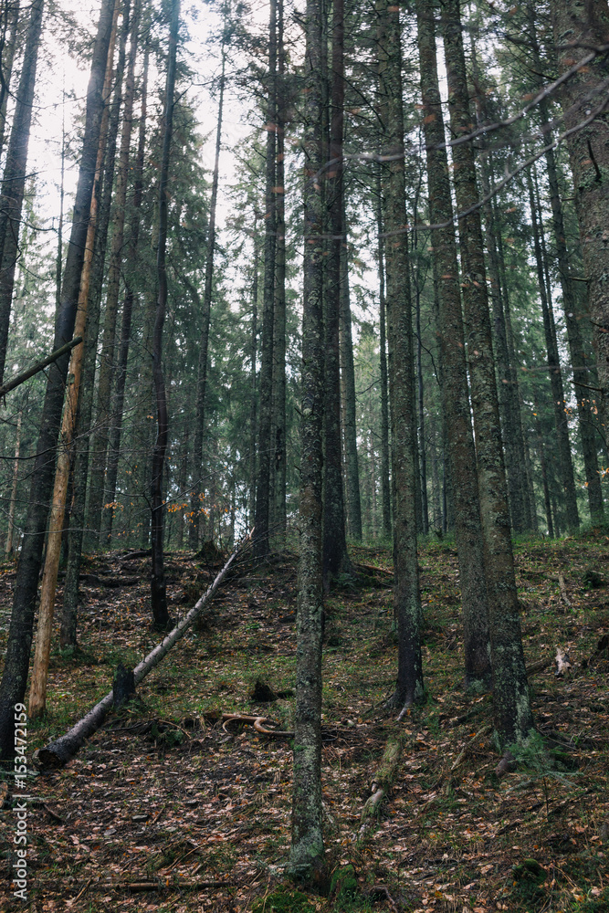 Obraz premium Forest.