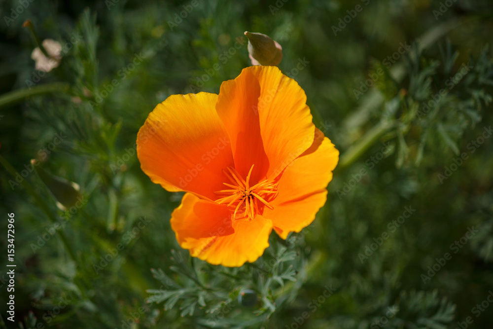 Yellow eschscholzia on the meadow closeup. Flowers Yellow eschscholzia on the meadow closeup. Flowers