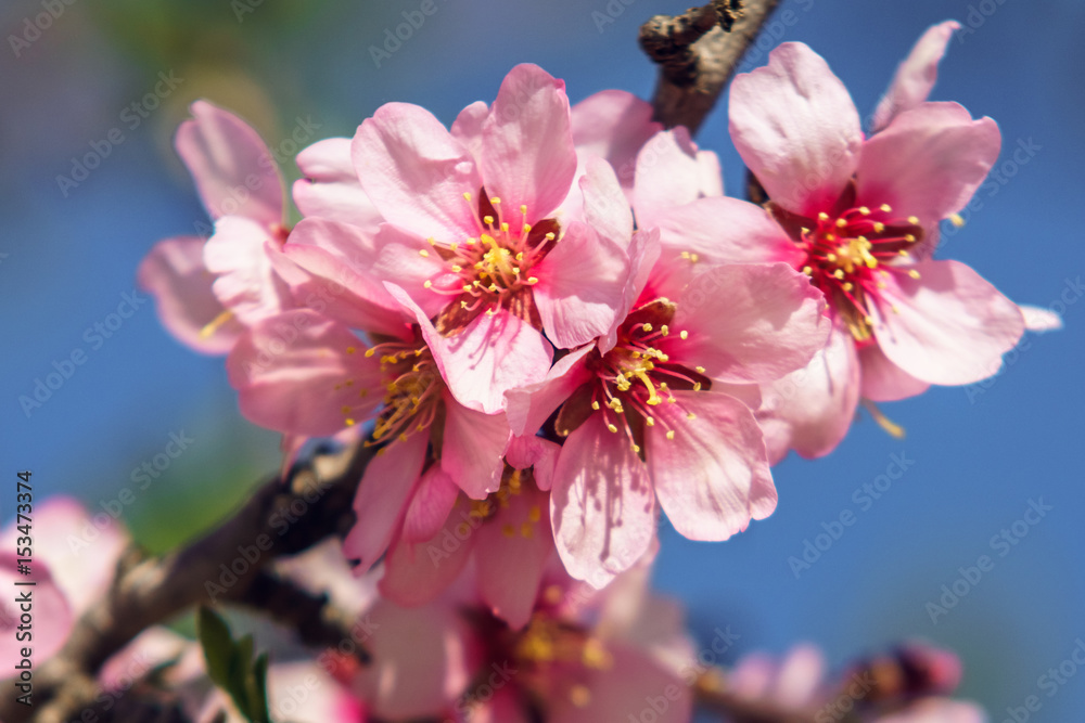 Almendro en flor Almendro en flor