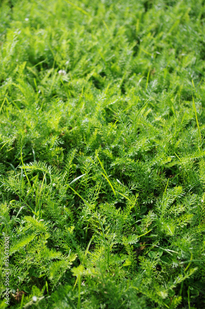 Norway bright green grass. Summer texture. Sunny day. Close up view. Norway bright green grass. Summer texture. Sunny day. Close up view.