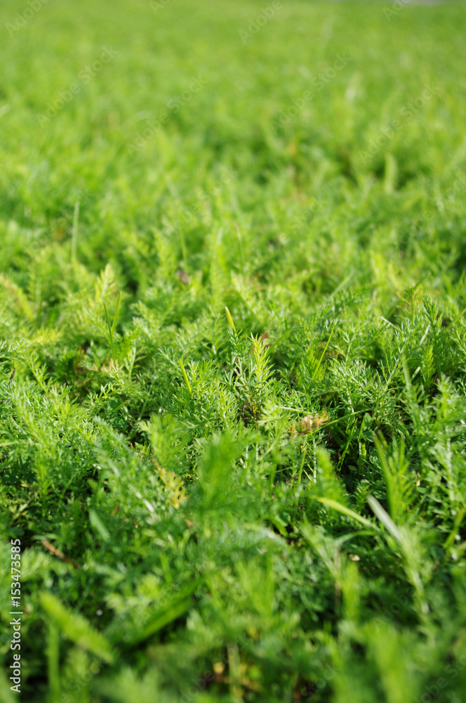 Norway bright green grass. Summer texture. Sunny day. Close up view.