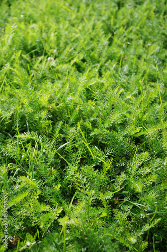 Norway bright green grass. Summer texture. Sunny day. Close up view.