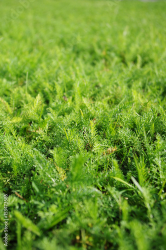 Norway bright green grass. Summer texture. Sunny day. Close up view.