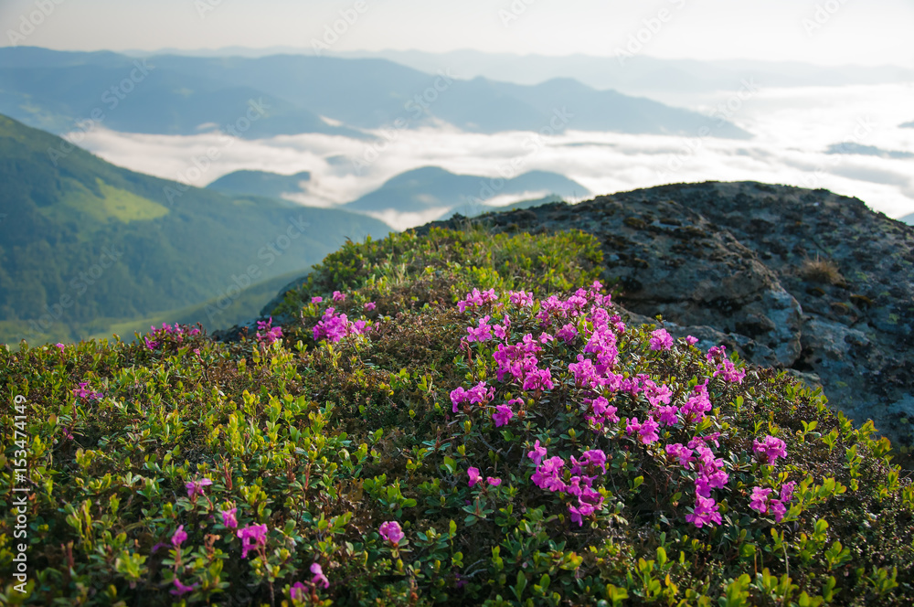 In the Ukrainian Carpathians, rhododendrons bloom in a beautiful location in the mountains. Flowers in the mountains. In the Ukrainian Carpathians, rhododendrons bloom in a beautiful location in the mountains. Flowers in the mountains.