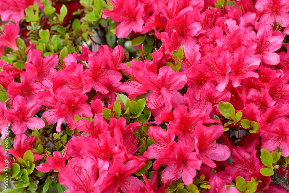 濃いピンクのツツジの花 濃いピンクのツツジの花