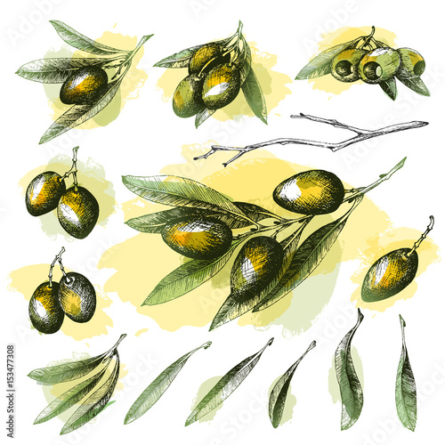 Olive color sketch element collection, branches isolated over white background, leaves, olives, vector hand drawn retro illustration. Italian cuisine.