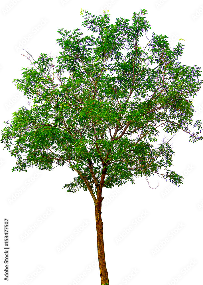 Fototapeta premium Tree isolated on a white background