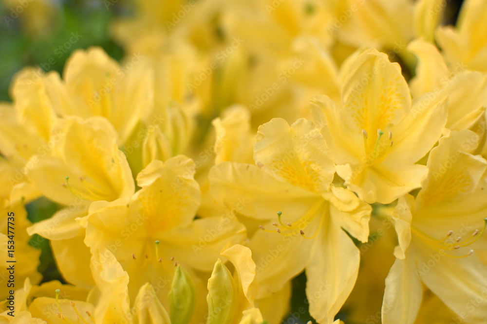 黄色いツツジの花 黄色いツツジの花