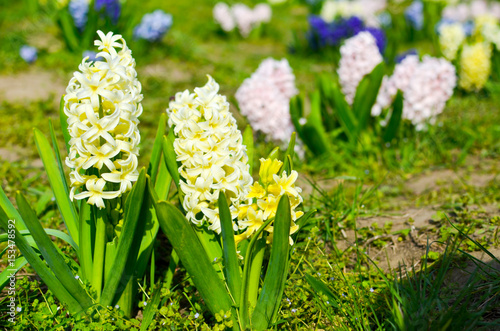 Light yellow hyacinth flowers in the garden