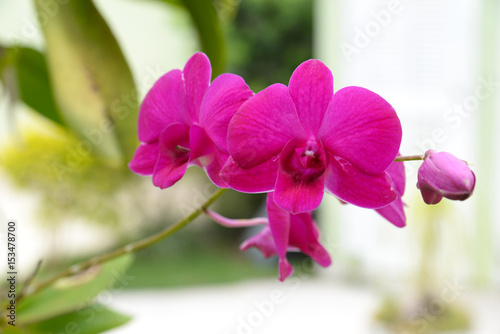 Orchidea Silvestre 