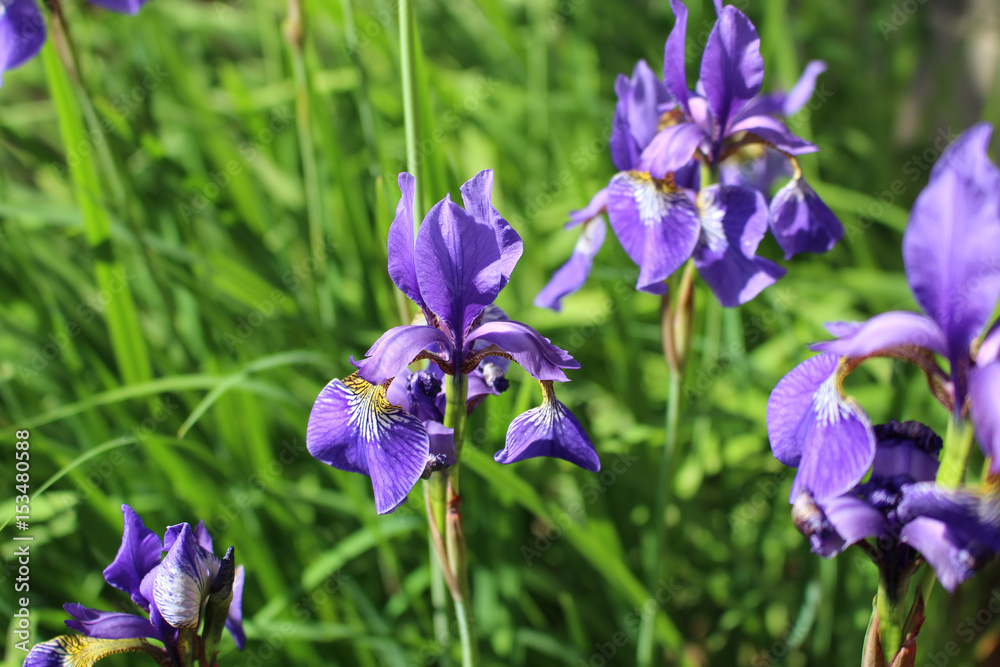 Purple irises flower- nature spring background. Floral pattern. Purple irises flower- nature spring background. Floral pattern.