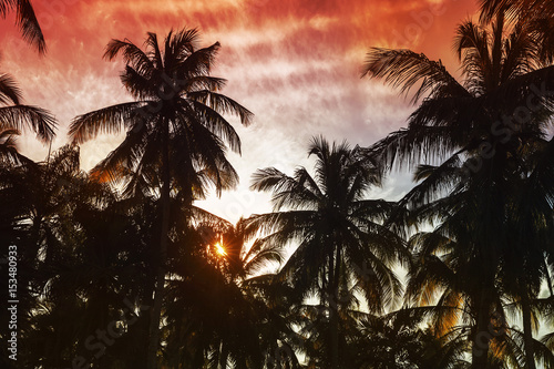 Palm trees silhouettes under red tropical sky