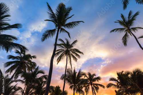 Coconut palm trees and bright evening sky