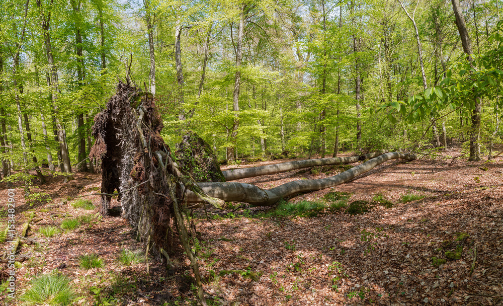 Waldlandschaft Waldlandschaft