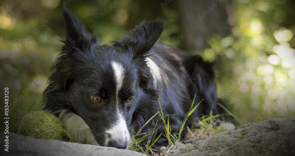Close up of a puppy of border collie relaxing with the ball in the woods
