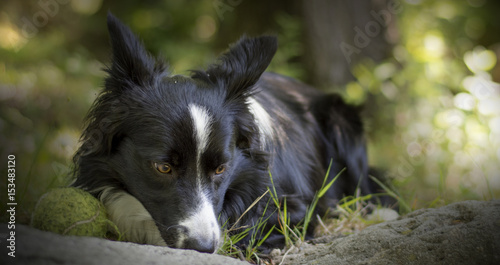 Close up of a puppy of border collie relaxing with the ball in the woods