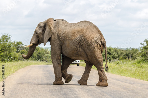 Photography Elephant crossing street in Kruger Park
