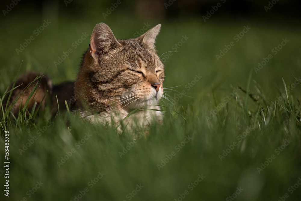 Little cat laying and playing in the grass
