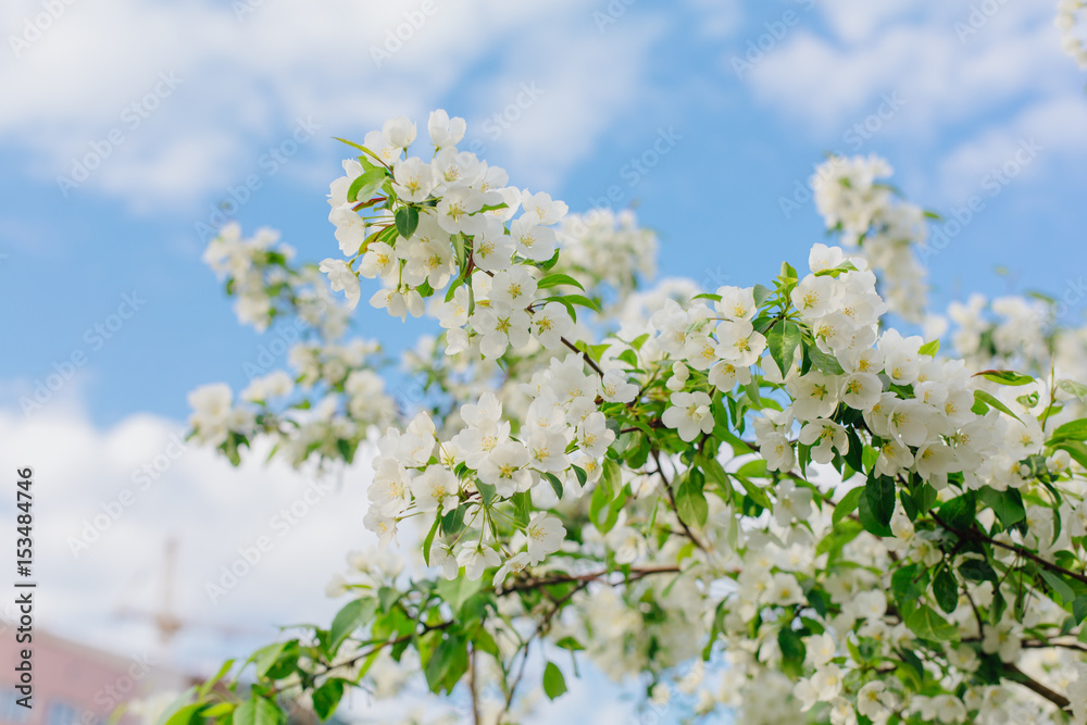 Blooming apple tree Blooming apple tree