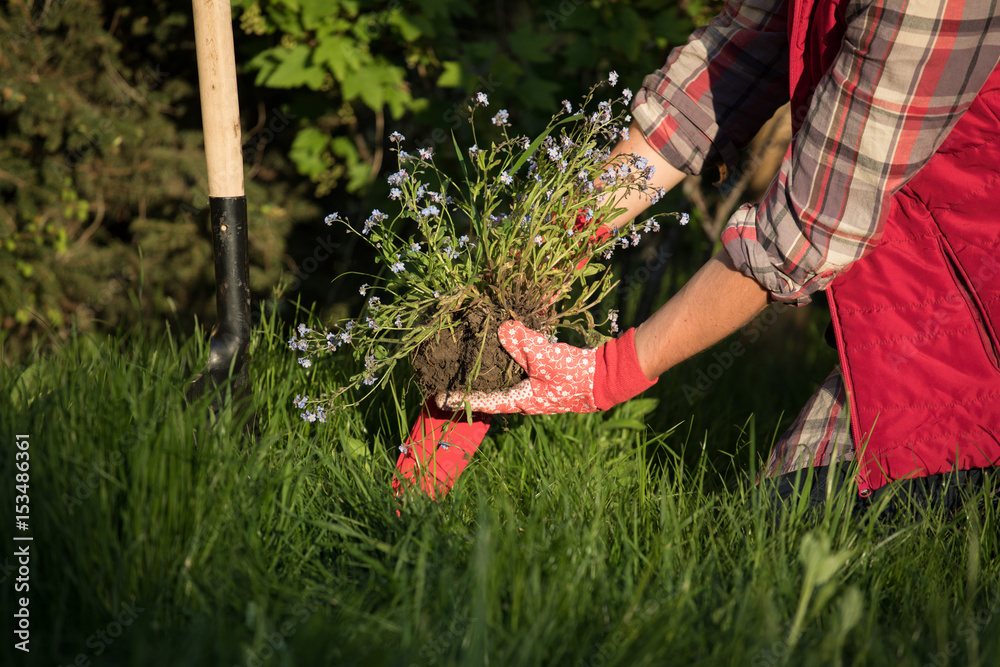 Fototapeta premium Gardeners hands planting flowers in the garden