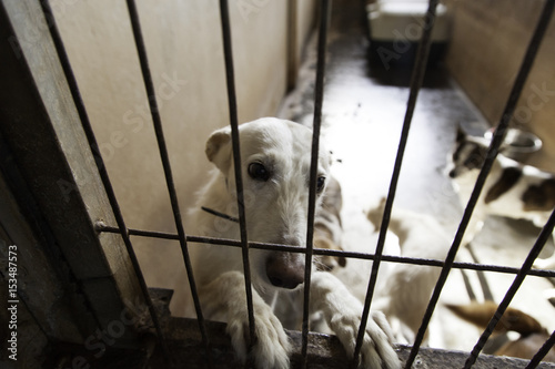 Sad abandoned dogs © celiafoto
