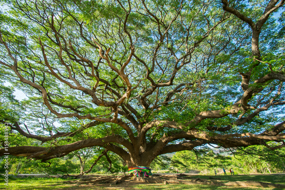 Obraz premium big tree