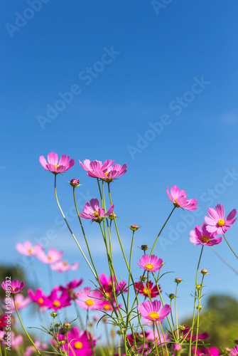 pink cosmos flowers blooming in the field with blue sky background 