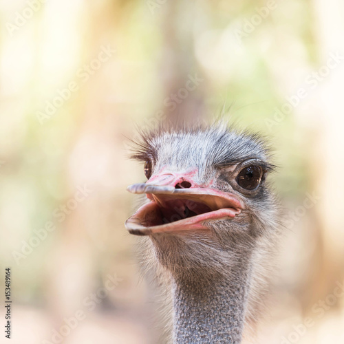 Close up head of ostrich ( Struthio camelus )  © Soonthorn