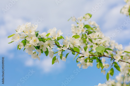 Blooming apple tree