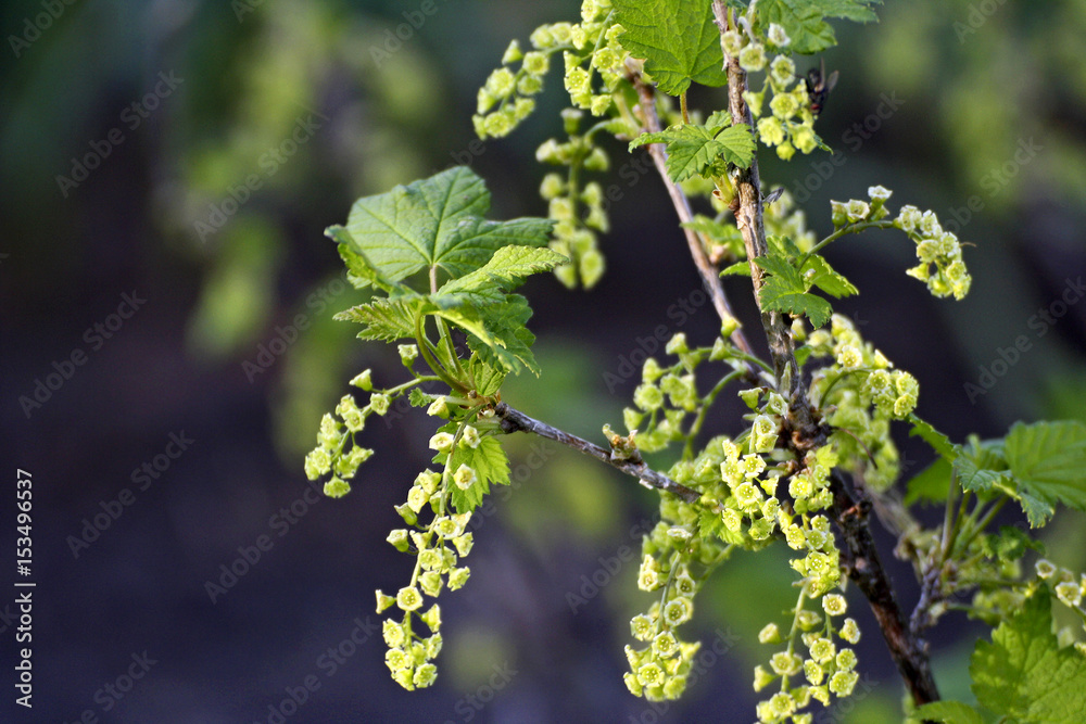 Branch of black currant closeup.