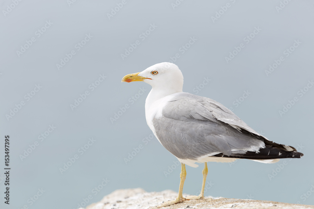 Seagull in the castle of Santa Barbara Seagull in the castle of Santa Barbara