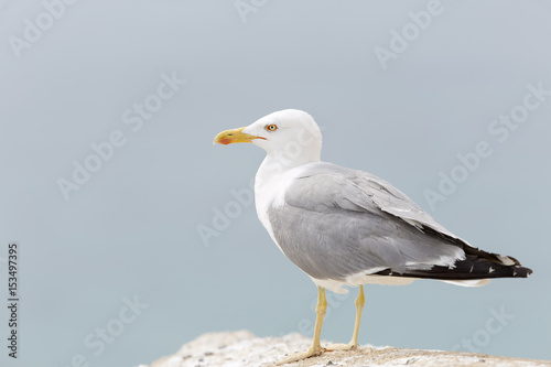 Seagull in the castle of Santa Barbara