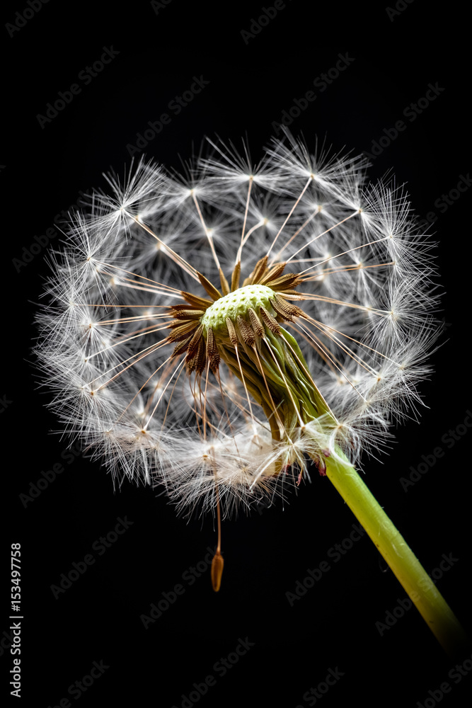 löwenzahn - Pusteblume vor schwarzem Hintergrund, Hochformat