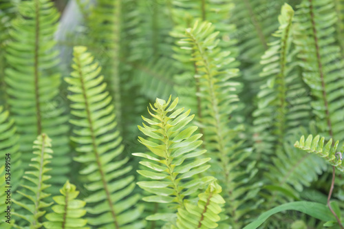 green leaf sword fern background