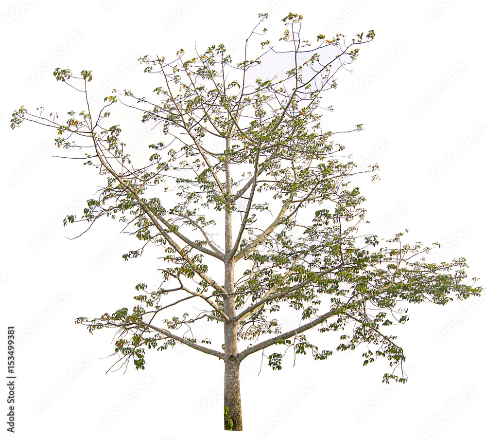Obraz premium Tree isolated on a white background
