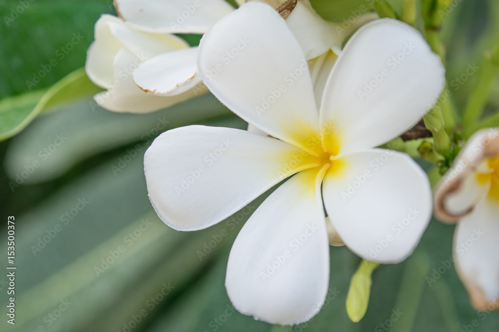 Fototapeta premium white frangipani flowers on tree - selective focus