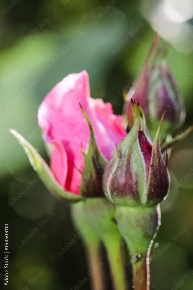bourgeon, rose, bouton de rose bourgeon, rose, bouton de rose