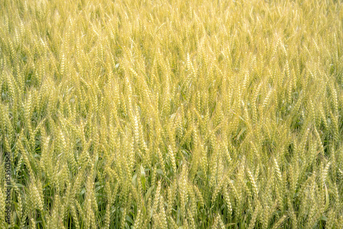 Golden rice field background