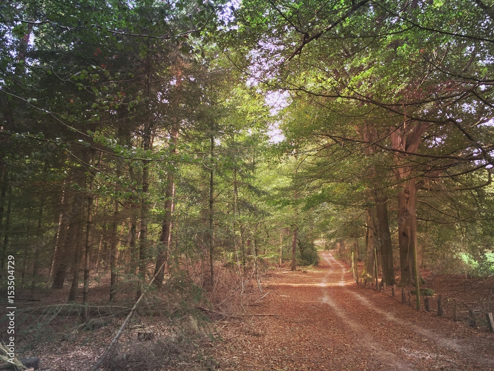 Obraz premium forest