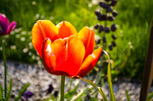 large red tulip blossom in spring sunlight photo